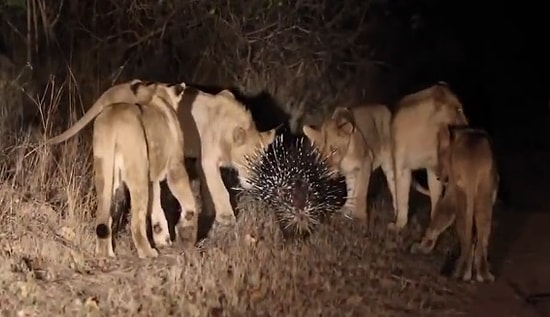 17 Aslana Karşı Koyan Cesur Kirpi