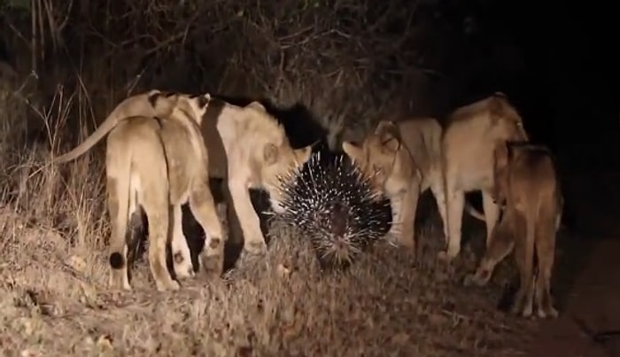 17 Aslana Karşı Koyan Cesur Kirpi
