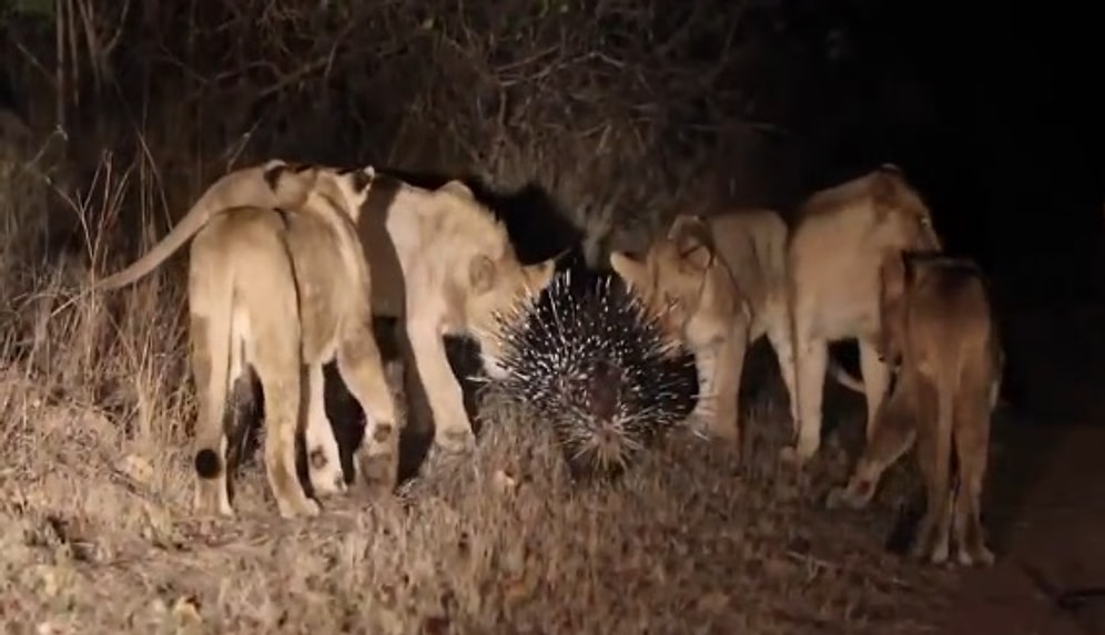 17 Aslana Karşı Koyan Cesur Kirpi