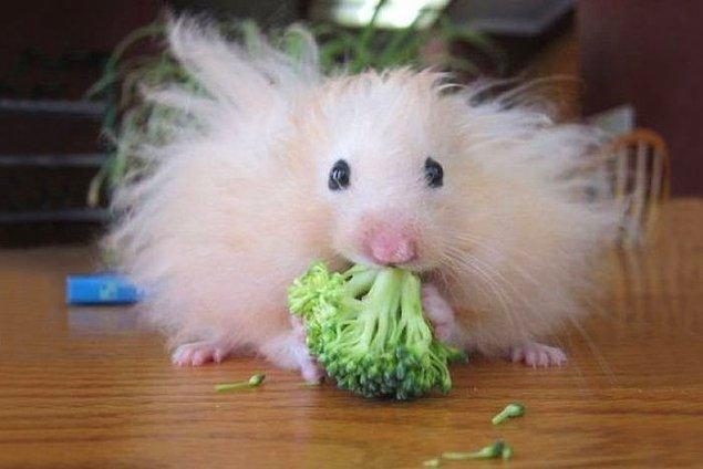 14. Brokoli yiyen kabarık hamster
