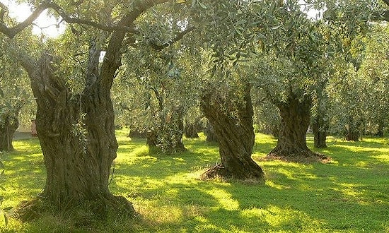 12 Maddede Zeytin Ağacı mı Termik Santral mi?