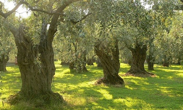 12 Maddede Zeytin Ağacı mı Termik Santral mi?