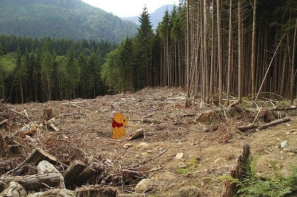 5. Kesilen ağaçlar yüzünden yok olan ormanda yapayalnız kalan Winnie the Pooh.
