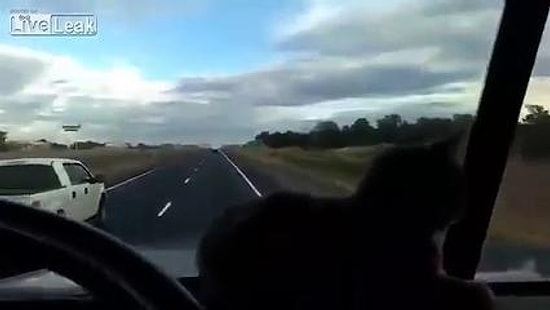 Kafasının Üst Geçide Çarpacağını Zanneden Şaşkın Kedi