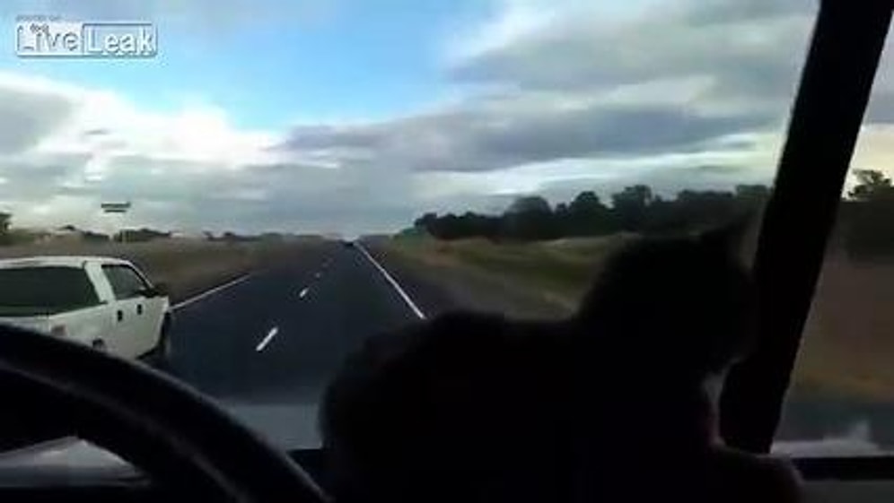 Kafasının Üst Geçide Çarpacağını Zanneden Şaşkın Kedi