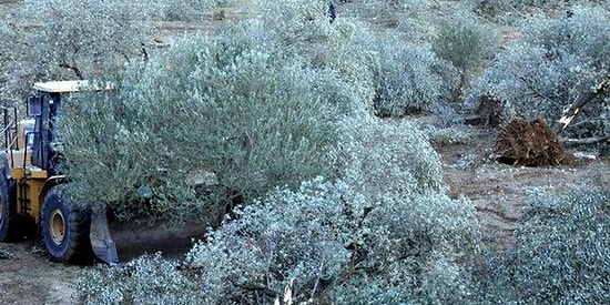 Kolin Grubu Enerji Sorumlusu: 'Yırca'ya Termik Santral Devletin Projesidir'