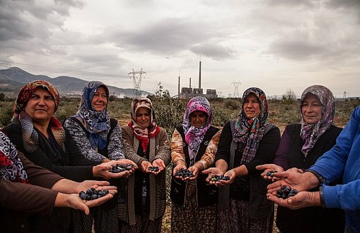 'Zeytinlerimizi Yeniden Canlandıracağız'