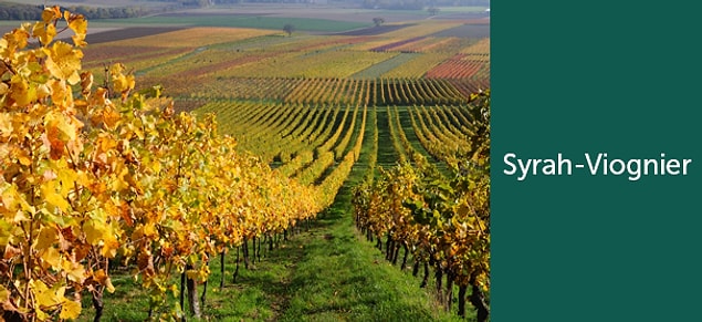 Syrah-Viognier