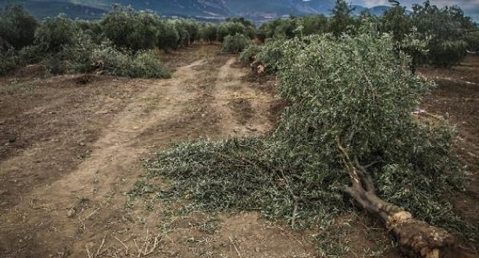 TBB'den Zeytin Ağaçlarıyla İlgili Suç Duyurusu