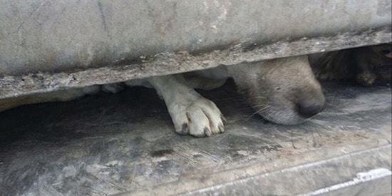 'Sokak Köpekleri Çöp Arabasında Preslendi' İddiası