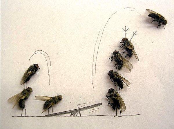 2. Bacağına veya kıçına makara ipliği bağlanan kara sineği uçurmak.