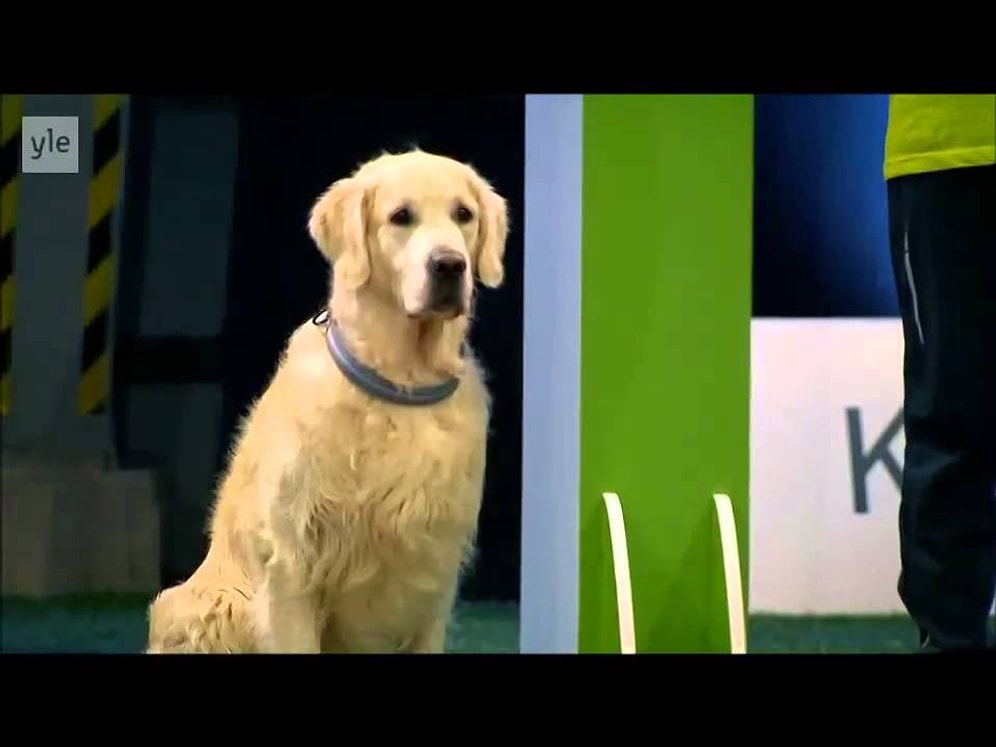Yarışın Mantığını Yanlış Anlayan Köpek