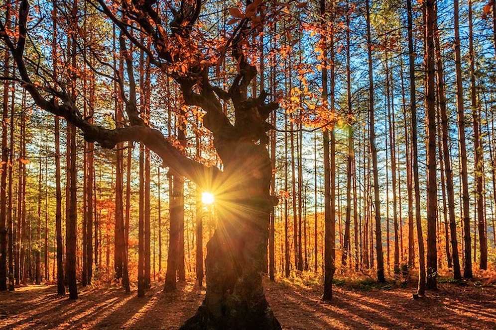 Sonbaharın Tüm Renklerine Aşık Olmanızı Sağlayacak 20 Harika Fotoğraf