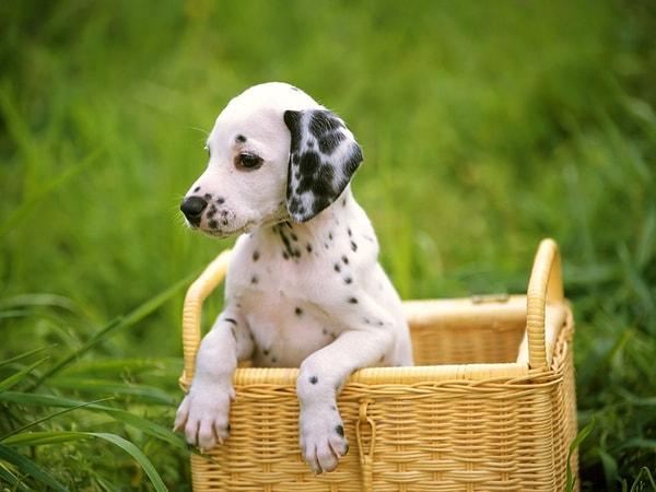 7. Dalmaçyalı cinsi köpekler doğduklarında tamamıyla beyazdırlar, siyah lekeleri sonradan oluşur.