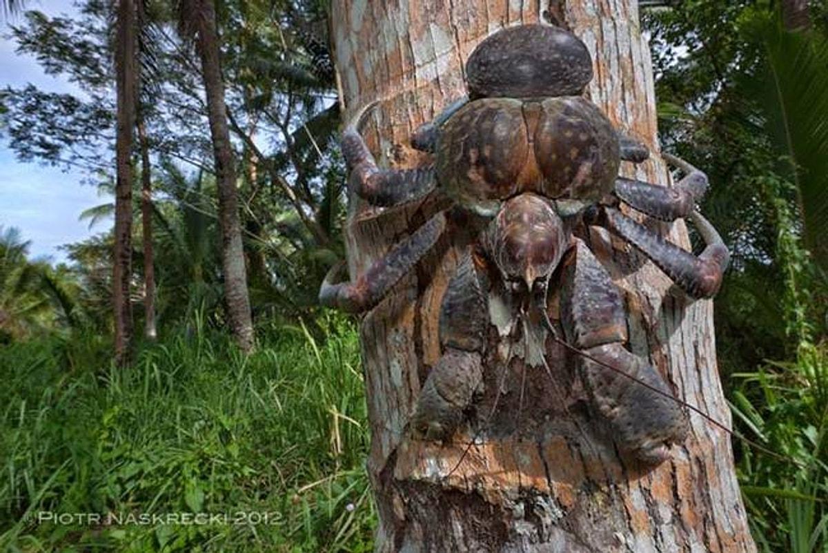Страшный краб. Крабовый паук Австралия гигантский. Кокосовый краб паук. Австралийский краб паук пальмовый.