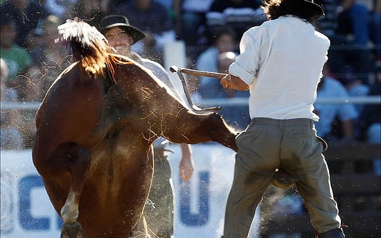 Hayvanlardan Yediği Tekmenin Tadına Doyamayan 14 Çifte Mağduru