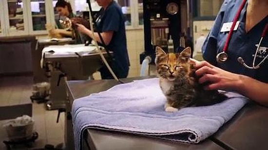 Hayvan Sahiplendirme Kamu Spotu