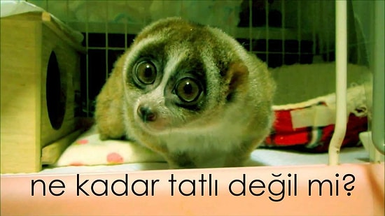 Lorisler Ne Kadar Tatlı Değil mi?