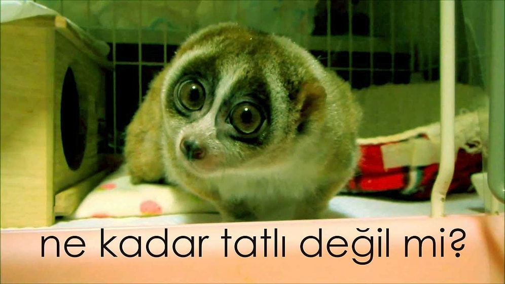 Lorisler Ne Kadar Tatlı Değil mi?