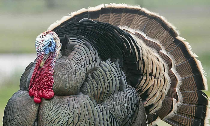 16 Madde İle Amerikalılar'ın Hindiye "Turkey-Türkiye" Demesinin Sebebi