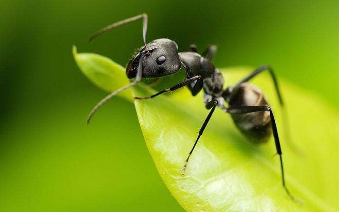 Karıncalar Hakkında Bilmediğiniz 10 Harika Şey