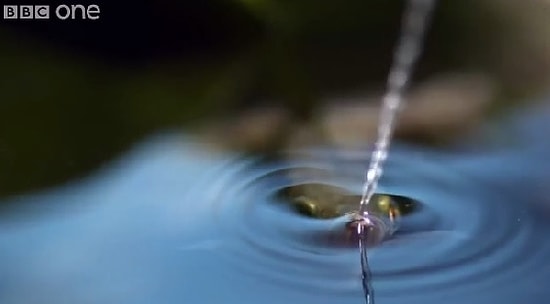 Tükürerek Avlanan Balık