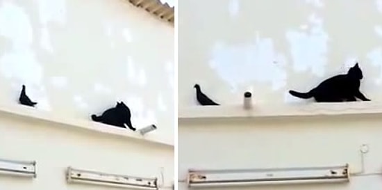 Güvercini Yakalamaya Çalışan Kedinin Dramı