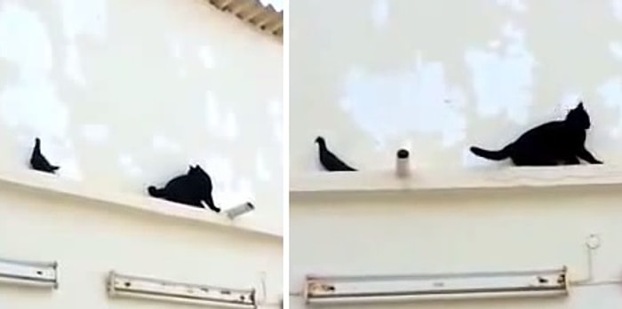 Güvercini Yakalamaya Çalışan Kedinin Dramı