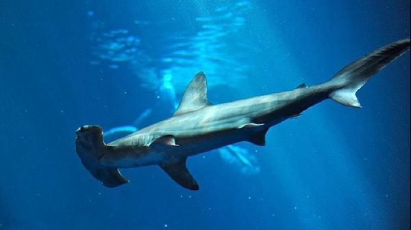16. Çekiç Başlı Köpekbalığı