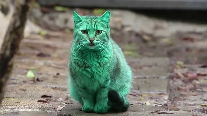 Bulgaristandaki İlginç Yeşil Kedi