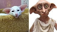 Ünlü İnsanlara ve Film Karakterlerine Benzeyen 23 Sevimli Kedi