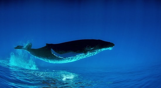 Kambur Balinaların Sihirli Yaşantısına Kısa Bir Ziyaret