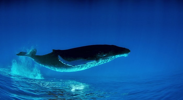 Kambur Balinaların Sihirli Yaşantısına Kısa Bir Ziyaret