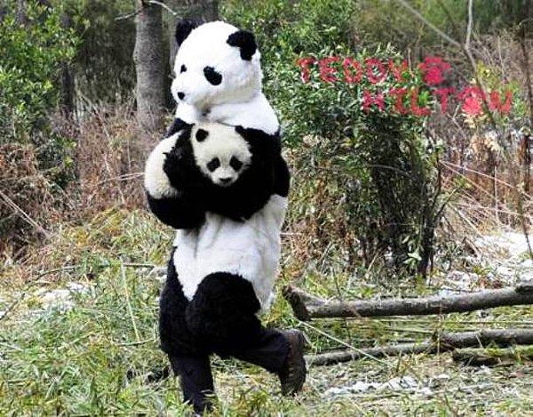 24. Çinli araştırmacılar, pandaların doğal yaşama daha kolay adaptasyon sağlamaları için kostüm giyiyorlar.