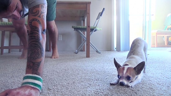 Sahibiyle Yoga Yapan Tatlı Köpek