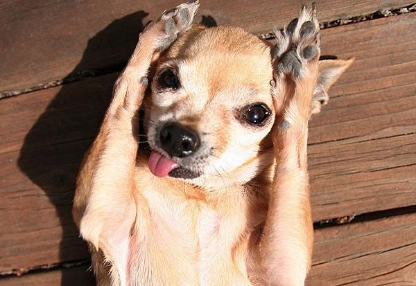 Boyuna Bakanları Yanıltır: Chihuahua!