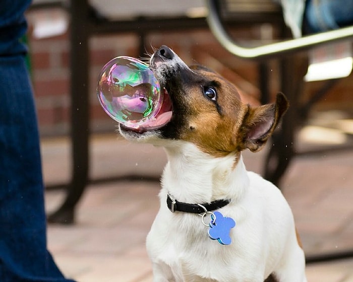 Bünyenizde Sevgi Patlaması Yaratacak Kusursuz Zamanlamalı 25 Köpek Fotoğrafı