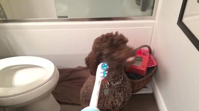 Köpeğin Diş Fırçası Karşısında Komik Tepkisi