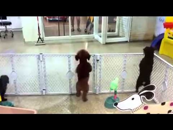 Sahibini Görünce Heyecandan 4 Ayak Üzerinde Duramayıp Dans Eden Köpek