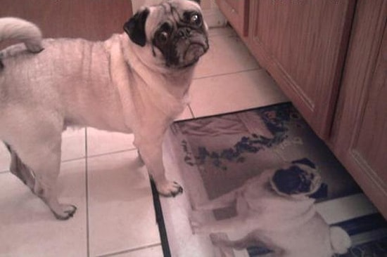 Çevresindeki Objelerle Olan Mücadelesini Bir Şekilde Kaybeden 17 Şapşal Hayvan