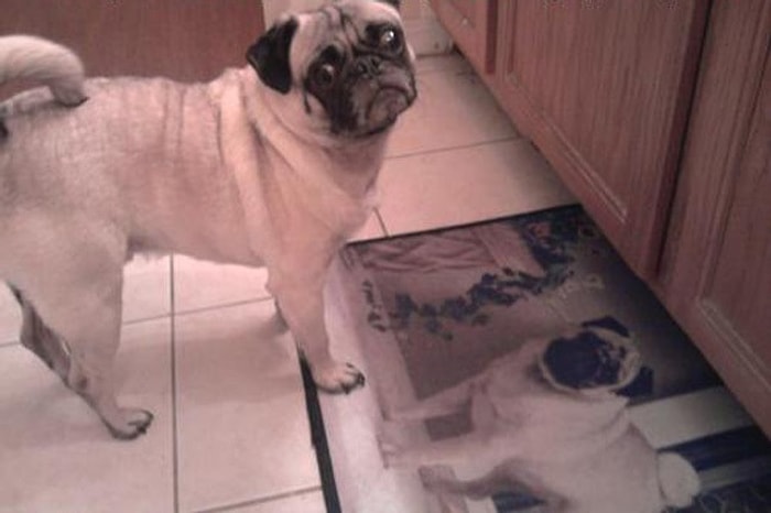 Çevresindeki Objelerle Olan Mücadelesini Bir Şekilde Kaybeden 17 Şapşal Hayvan