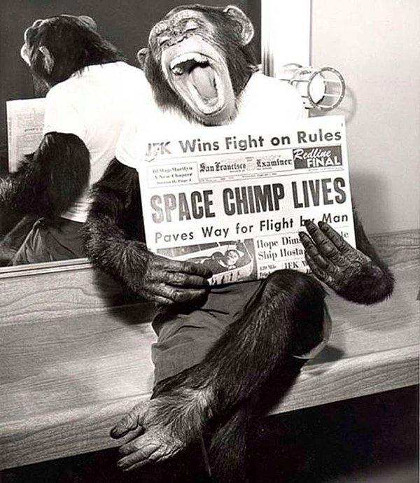 13. Uzaya gidip sağ-salim dönmenin haklı gururunu yaşayan bir şempanze..