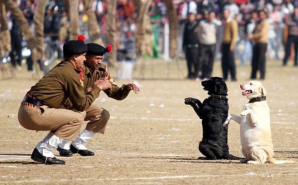5. Hindistan Sınır Güvenliği biriminde görev alan iki köpek, izleyicilere yeteneklerini sergiliyor.