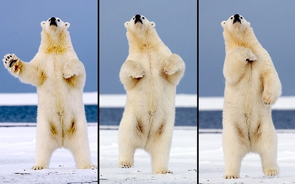 7. Танец белого медведя
