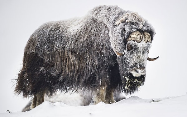 12. Овцебык, пытающийся выжить в суровых условиях в одном из национальных парках Норвегии