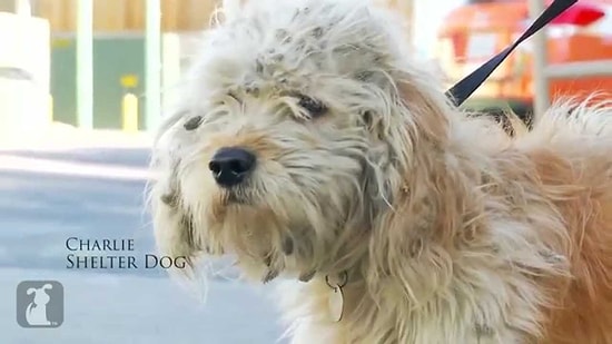 Sokak Köpeğinin İnanılmaz Değişimi