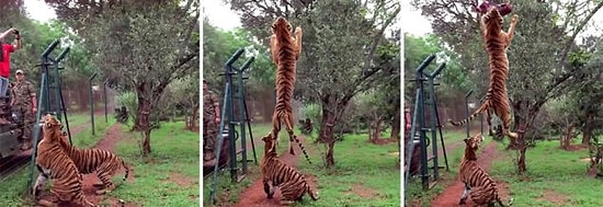 Atılan Eti Havada Müthiş Şekilde Kapan Kaplan