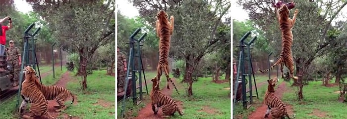 Atılan Eti Havada Müthiş Şekilde Kapan Kaplan