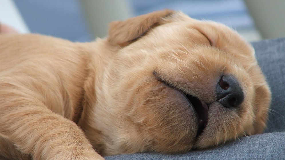 Rüya Gören Birbirinden Tatlı 10 Köpek