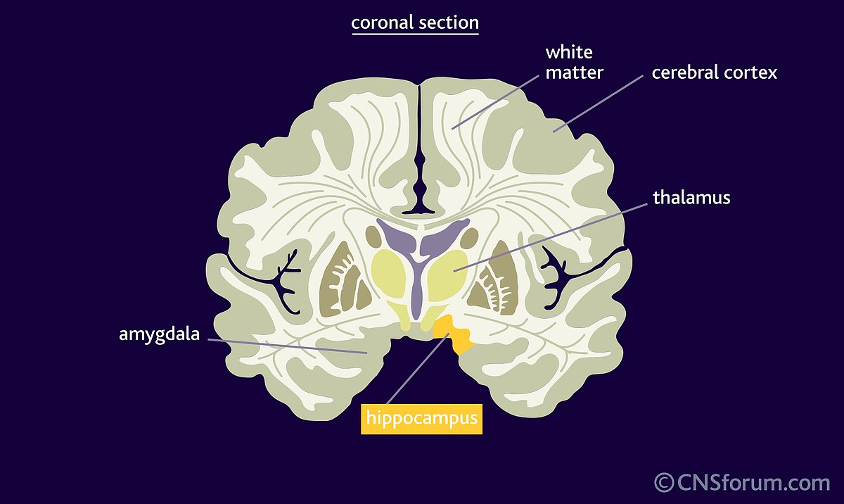 White matter. Cerebral White matter. Amygdala coronal. Кортекс белый. White matter of Cerebrum Development.